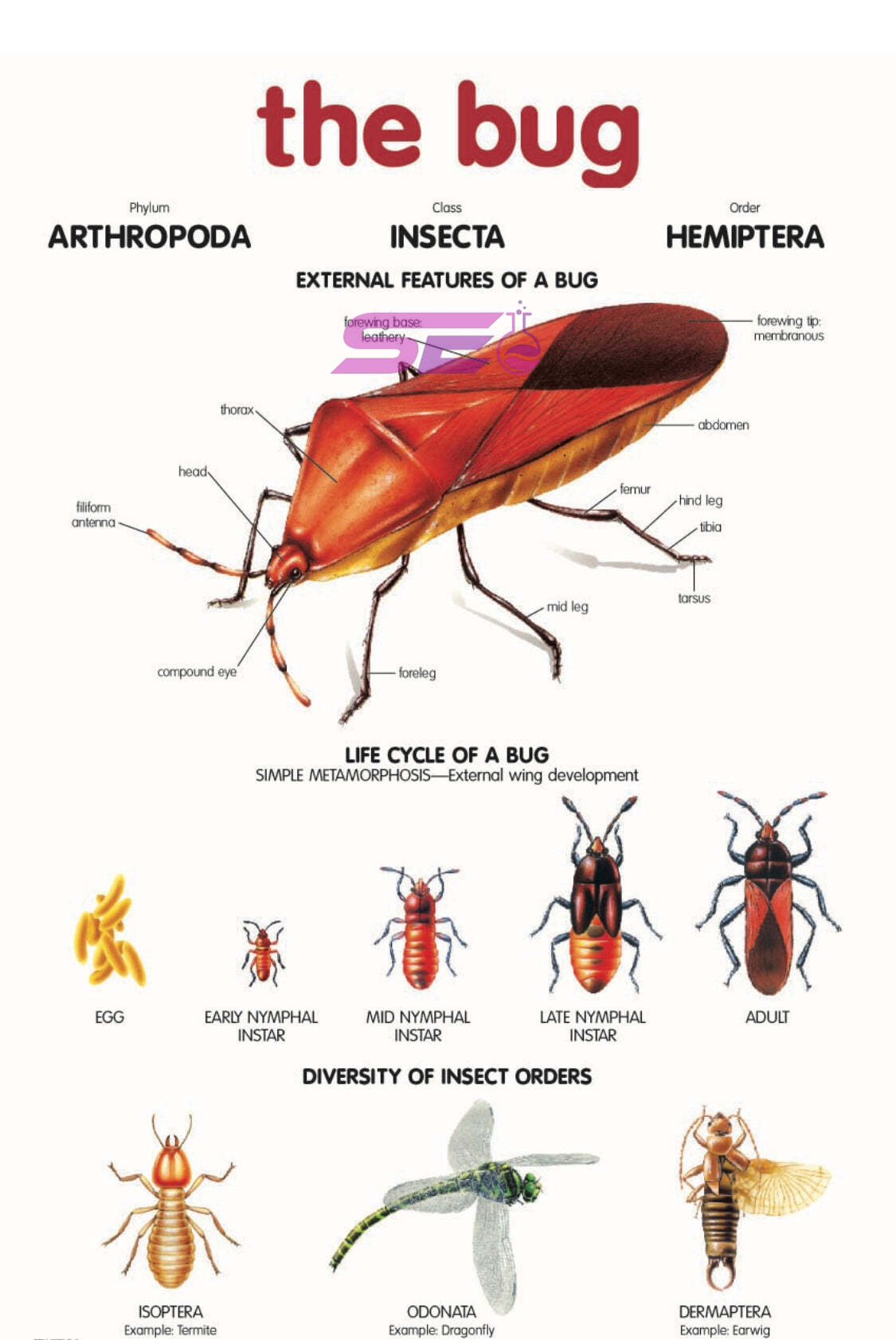 The Bug Chart